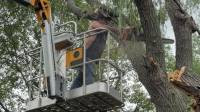 Tree Services in Elk River, MN