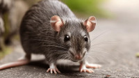 Rodent Control